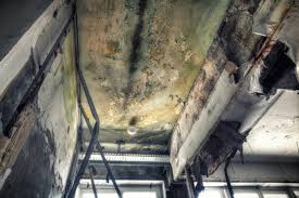 Why You Should Choose Our Mold Remediation Services in Franklin Grove, IL